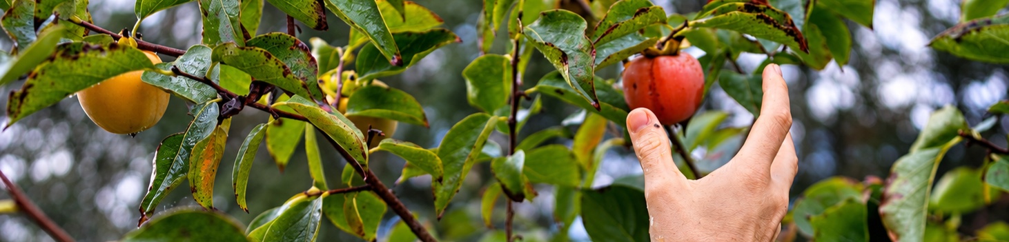 آقای غفاری